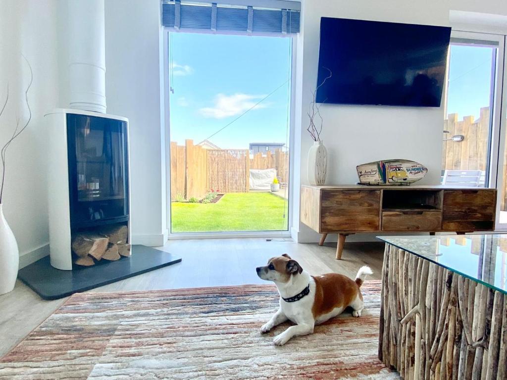 a dog sitting on a rug in a living room with a fireplace at Little Croft in Holywell Bay