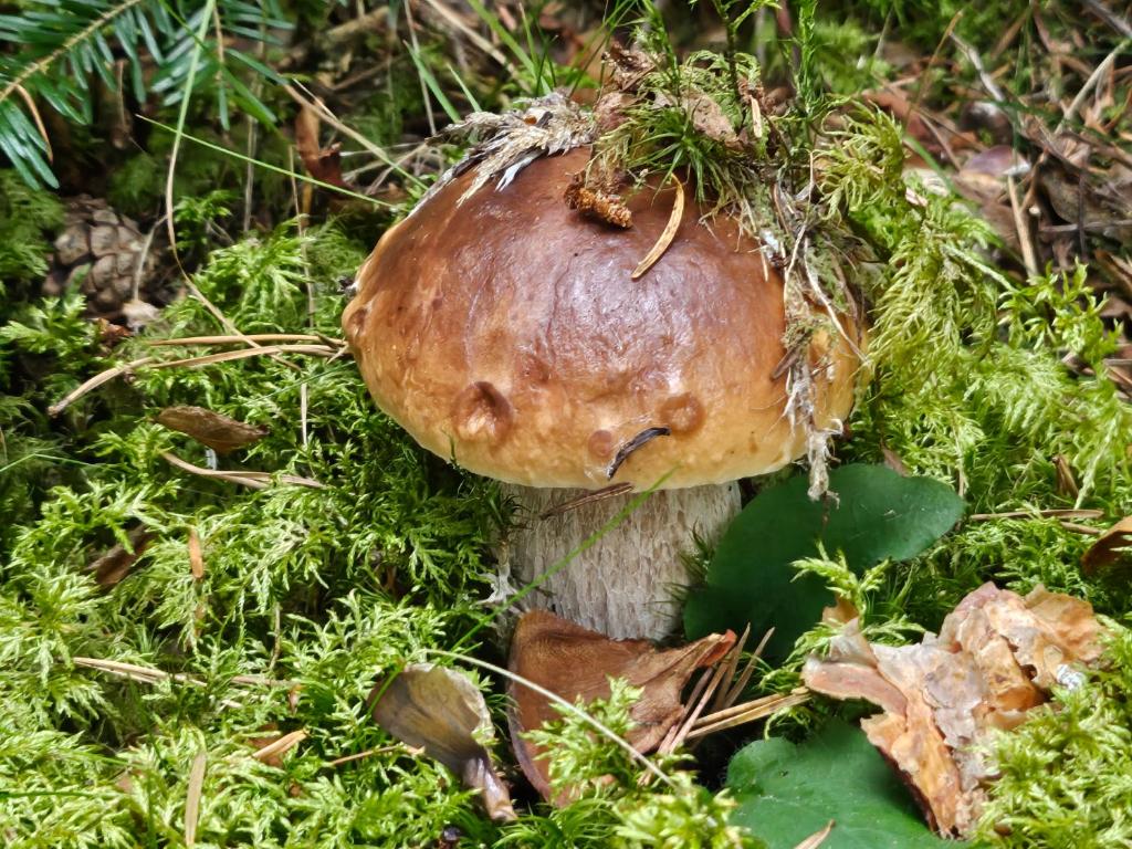 Fotografia z galérie ubytovania LA BOURZEDE v destinácii Langeac