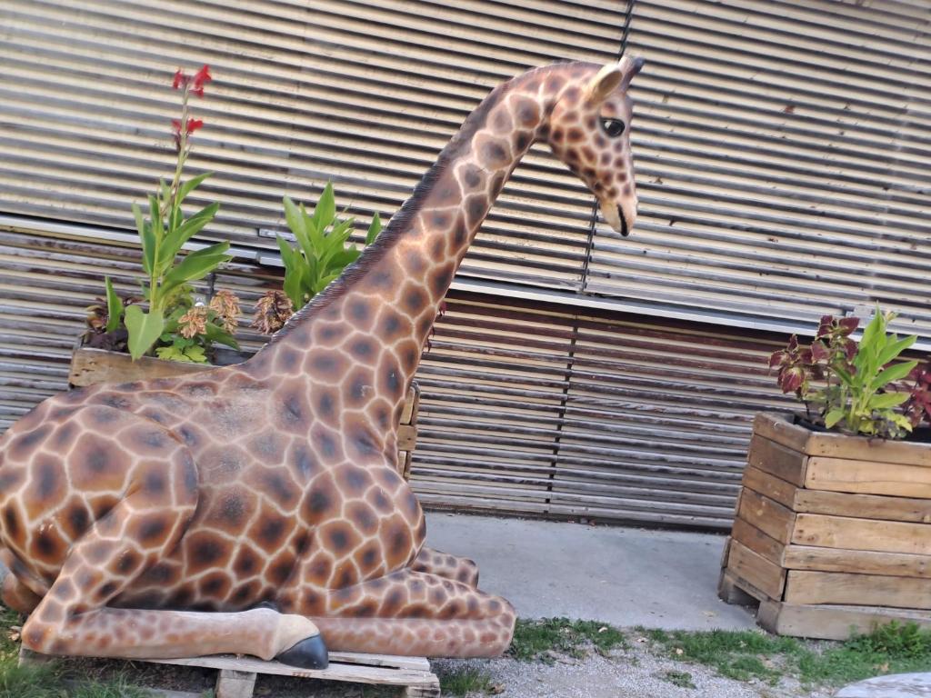 Zvířata v apartmánu nebo okolí
