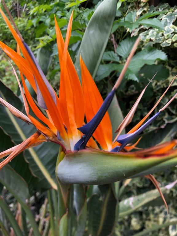 an orange and blue bird of paradise flower at chez Guy in Marseille