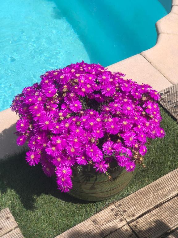 a pot of purple flowers next to a swimming pool at chez Guy in Marseille