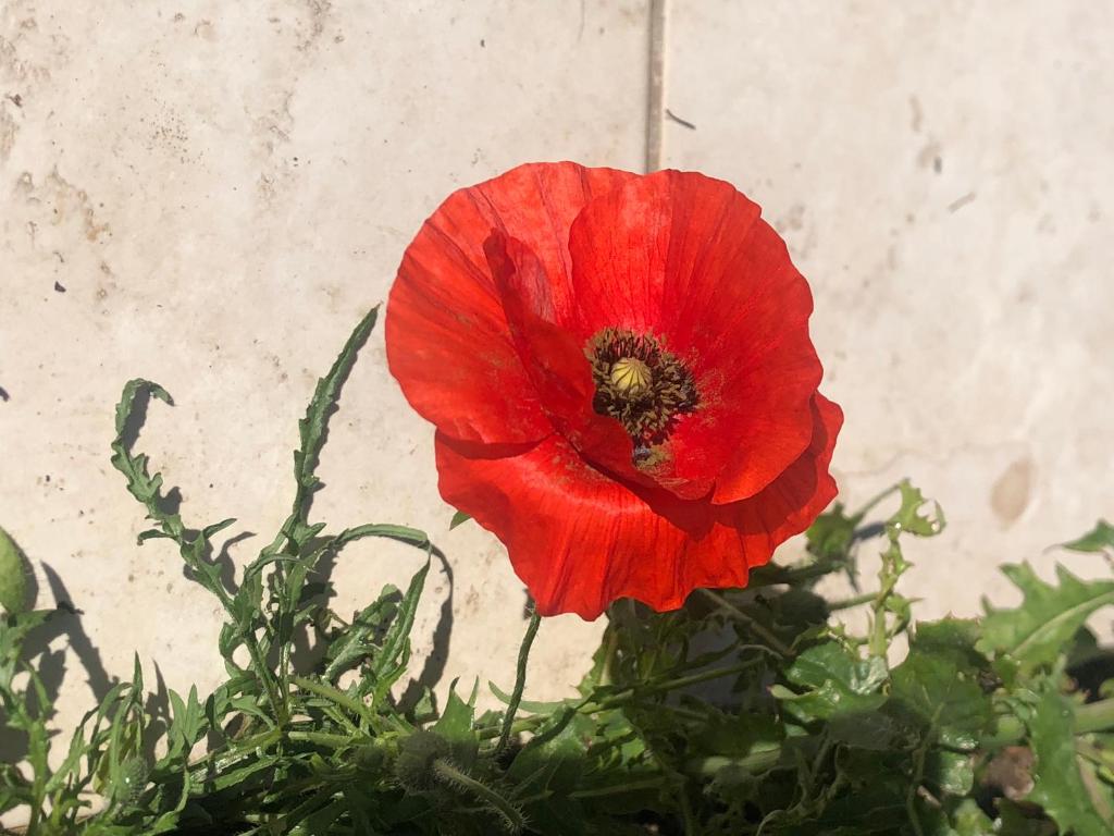 a red flower in front of a wall at chez Guy in Marseille