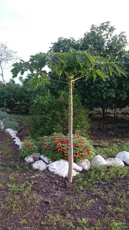 Zahrada ubytování Cucuve Eco Hostal