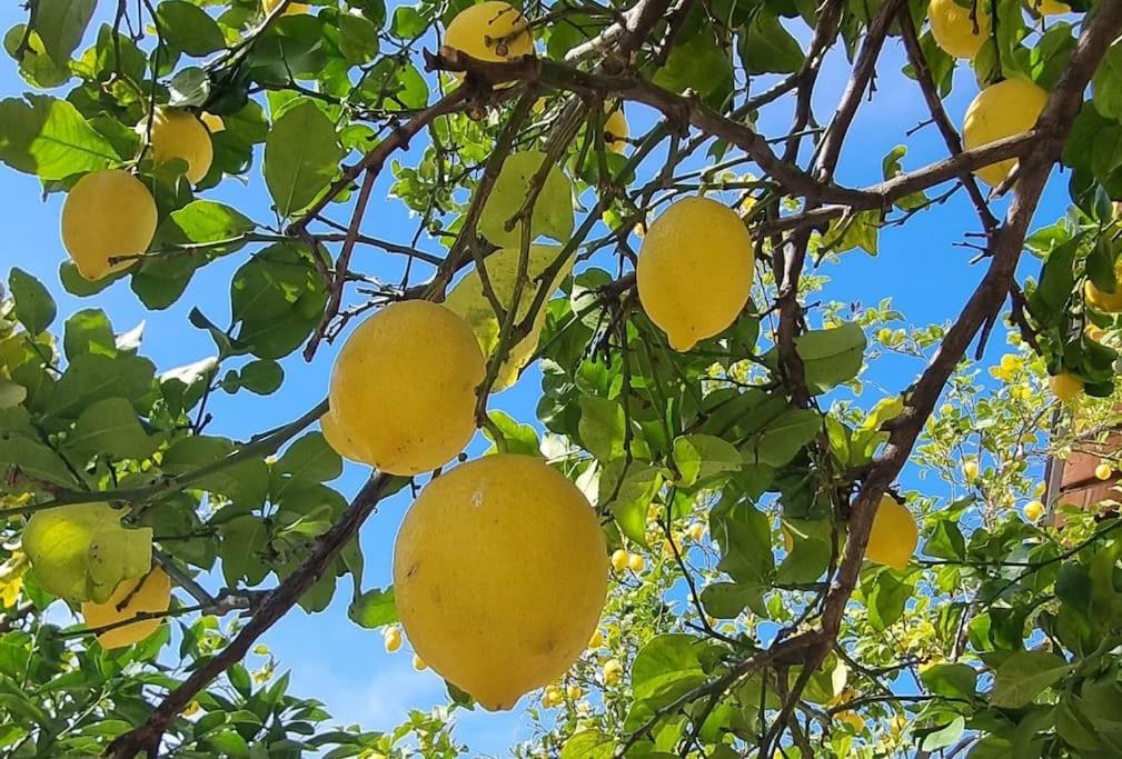 a bunch of yellow fruit hanging from a tree at La Limonaia in Ameglia