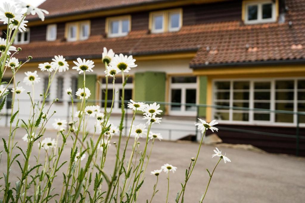 Zahrada ubytování Pension Zum Hexenstieg