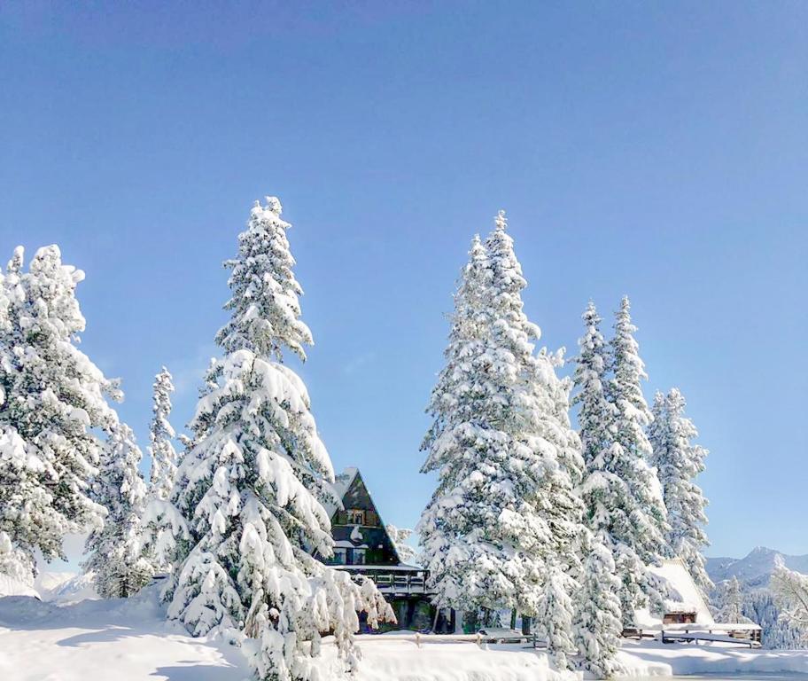 a group of snow covered trees in front of a lodge at Chalet Cermis in Cavalese
