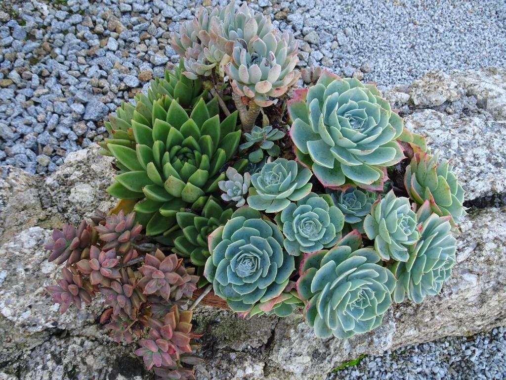 Fotografie z fotogalerie ubytování A CASA COM 2 PEREIRAS v destinaci Terras de Bouro