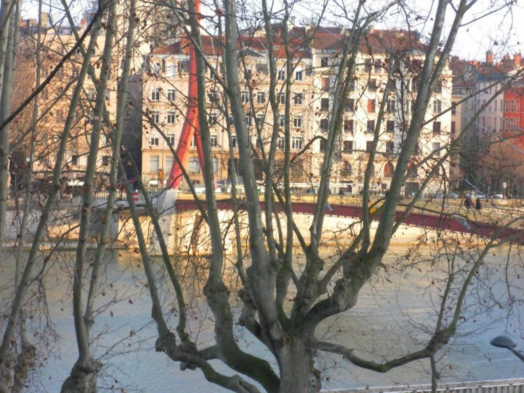 a tree in front of a river with buildings at Les 24 colonnes in Lyon
