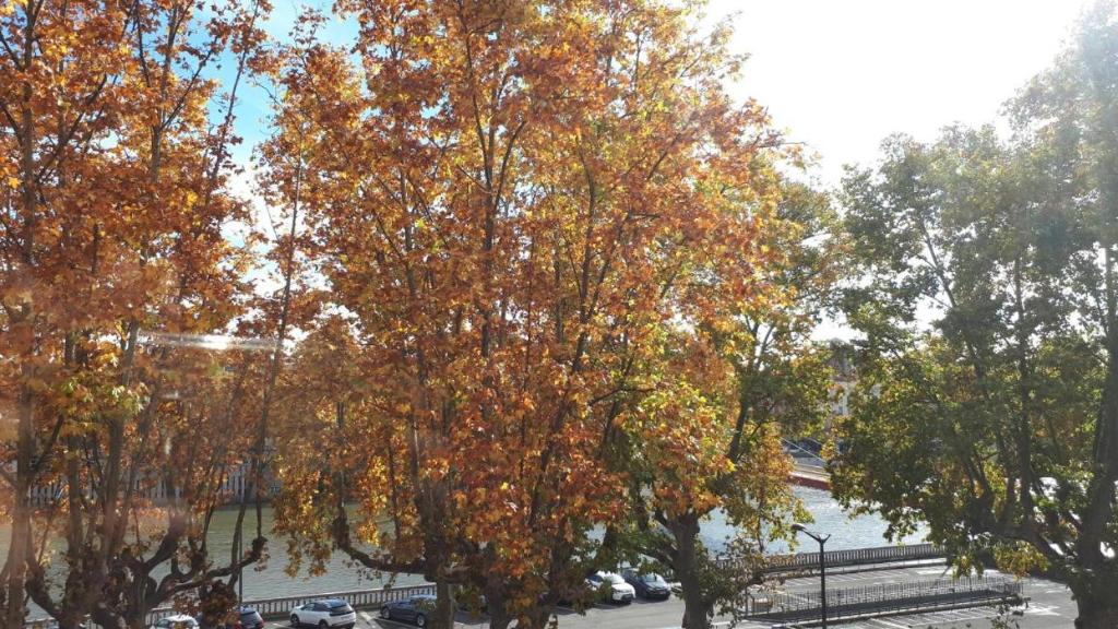 a large tree with orange and yellow leaves on it at Les 24 colonnes in Lyon