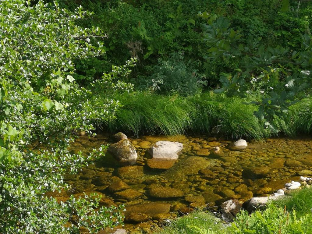 un arroyo con rocas y plantas en un jardín en Refugio do Lentinho, en Entre Ambos os Rios