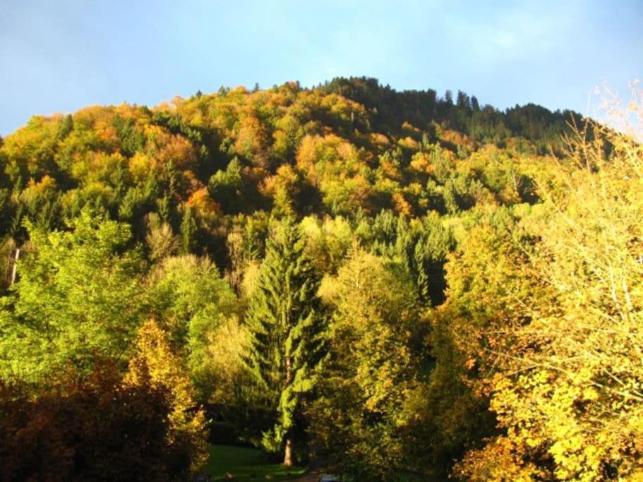 a hill with trees on it with at Top! Wohnung direkt am Fuß der Berge im Oberallgäu in Immenstadt im Allgäu