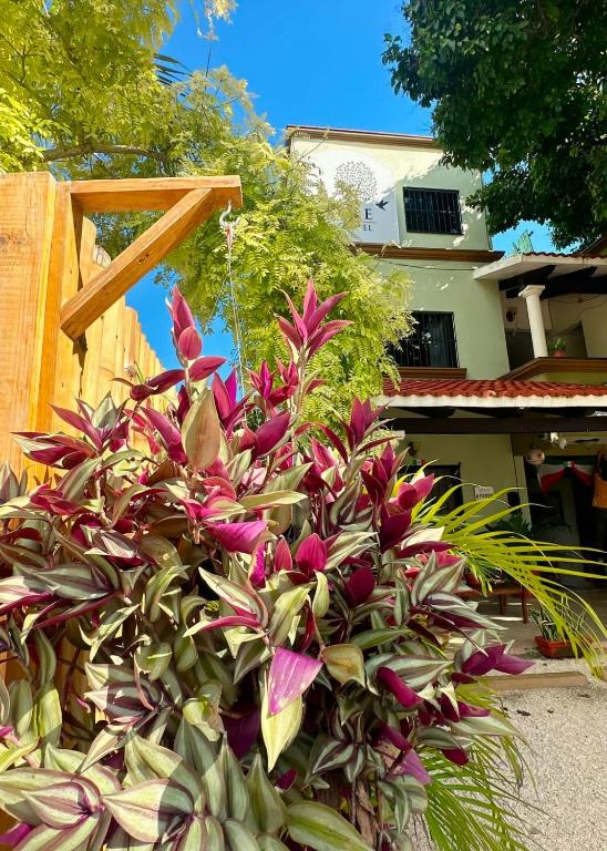 Zahrada ubytování El Roble Hotel