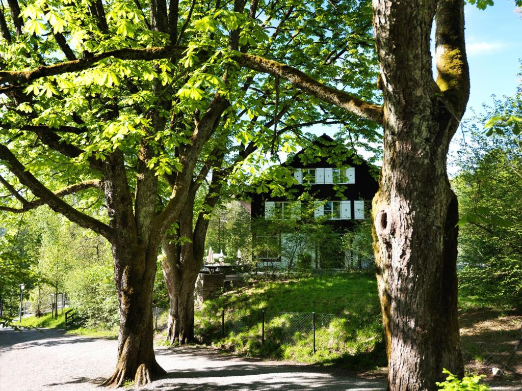 un grupo de árboles frente a una casa en Hotel Langenberg, en Langnau am Albis