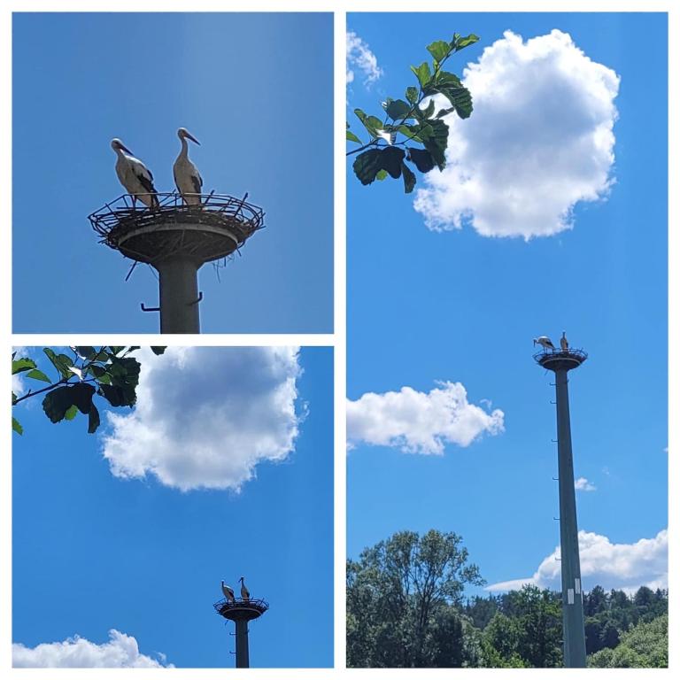 four pictures of a cloud and two birds in a nest at Ferienwohnung Storchennest in Eisfeld