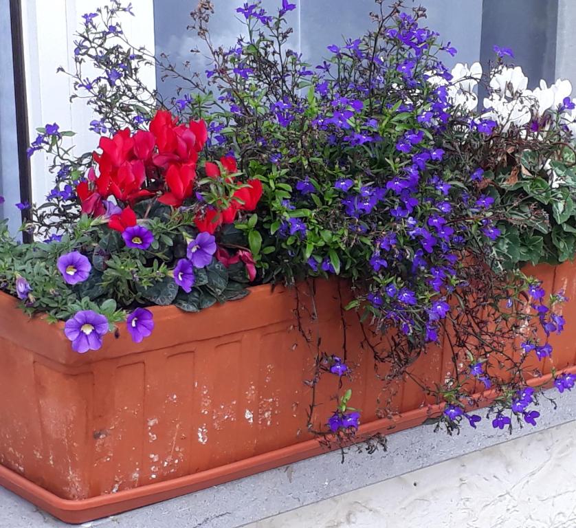 Zahrada ubytování Villa Franzen