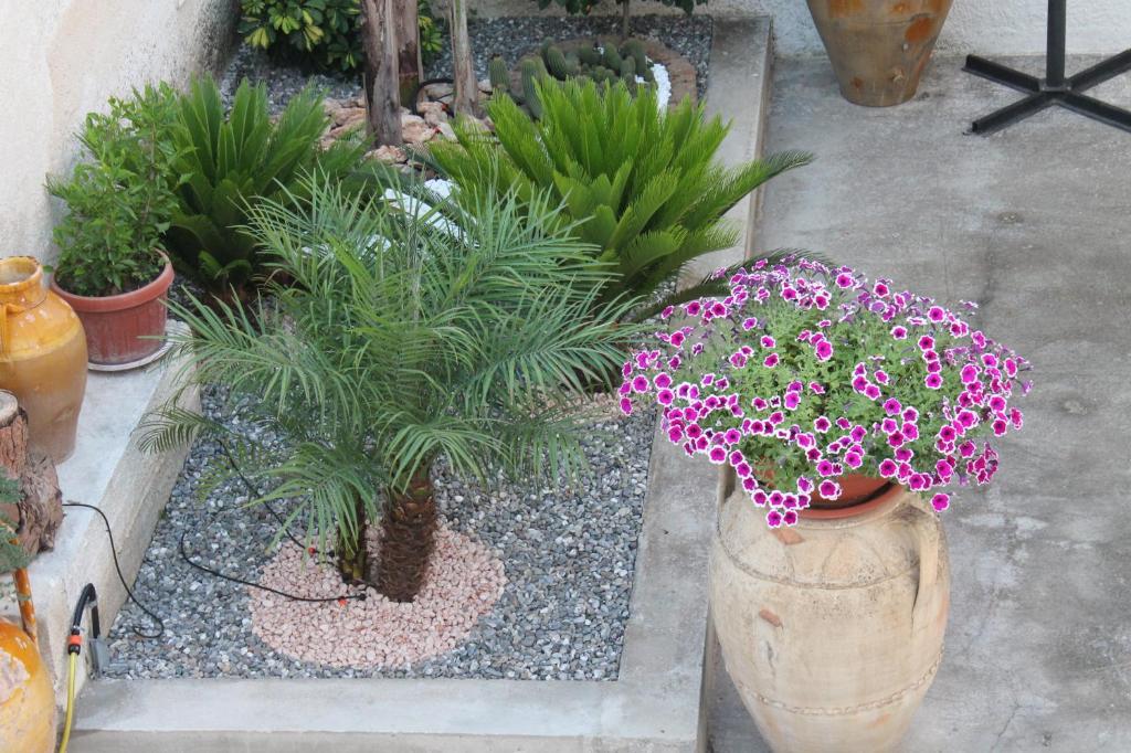 eine Vase voller rosa Blumen im Garten in der Unterkunft B&b Mari Lu' in Maruggio