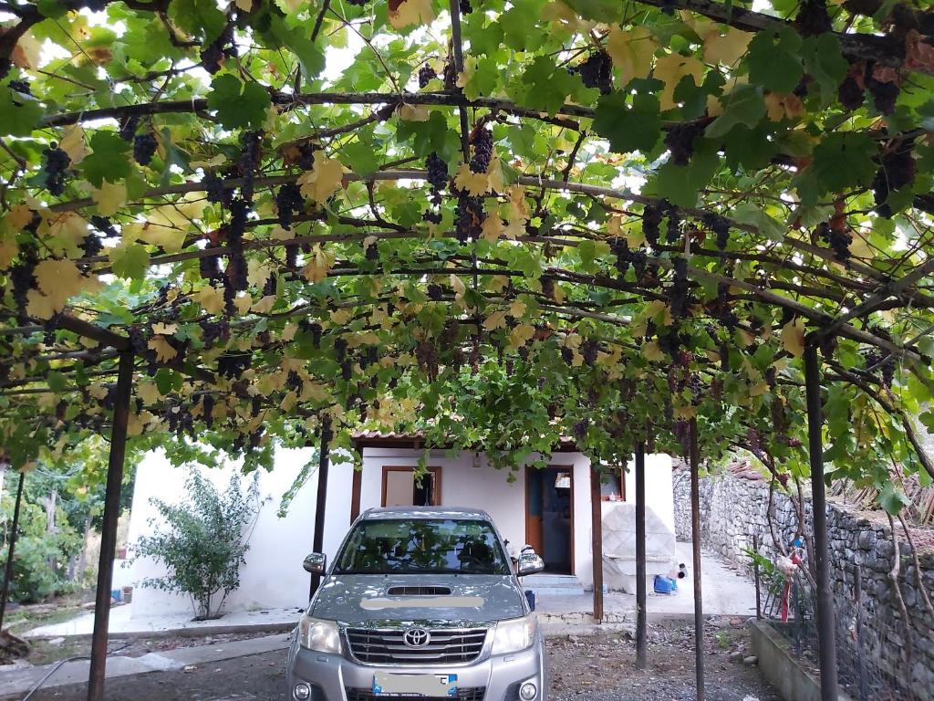 a car parked under a bunch of trees at Denis's House in Gramsh