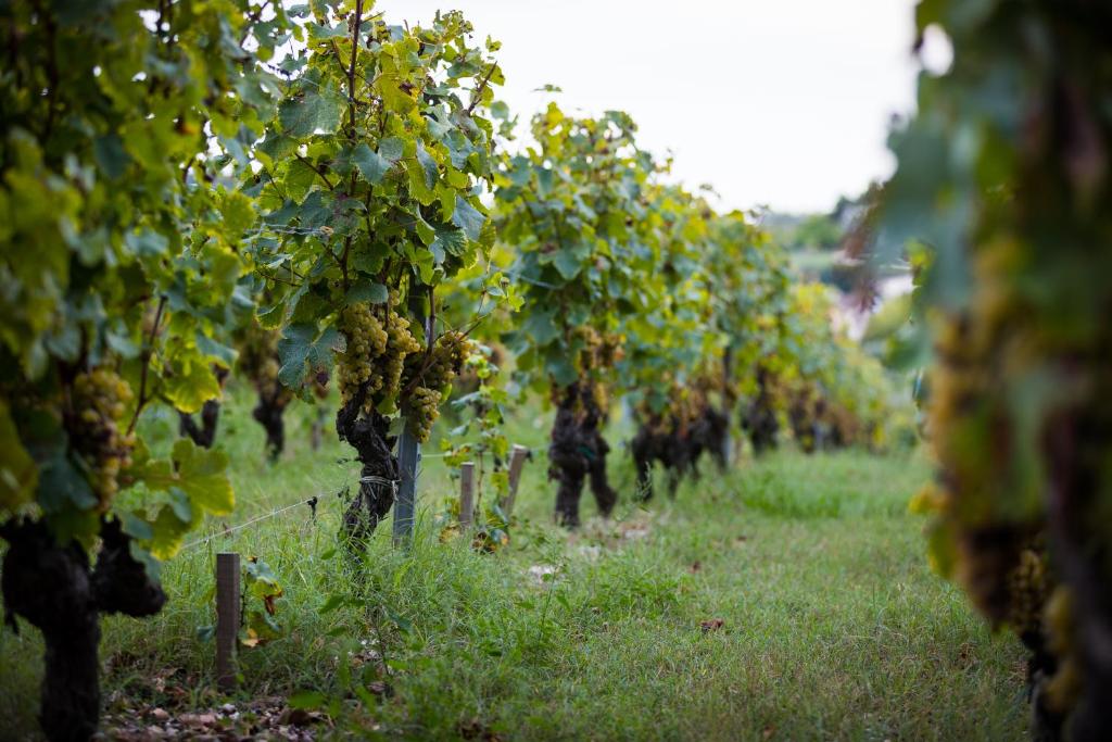 una fila de uvas sobre árboles en un campo en Gîte au milieu des vignes en Prignac-et-Marcamps