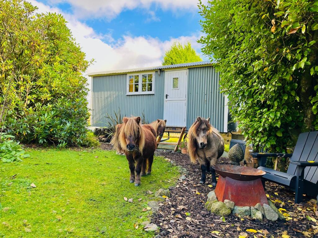 un grupo de caballos caminando en un patio en Miners Hut, en St Austell