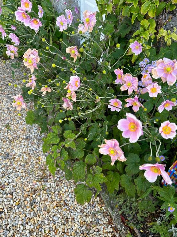 a bunch of pink flowers in a garden at Maison de 3 chambres avec vue sur la mer jardin clos et wifi a Regneville sur Mer a 2 km de la plage in Regnéville-sur-Mer