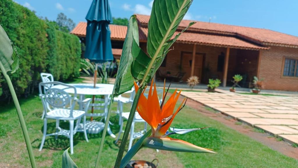 Um jardim no exterior de Pousada Estrelícia
