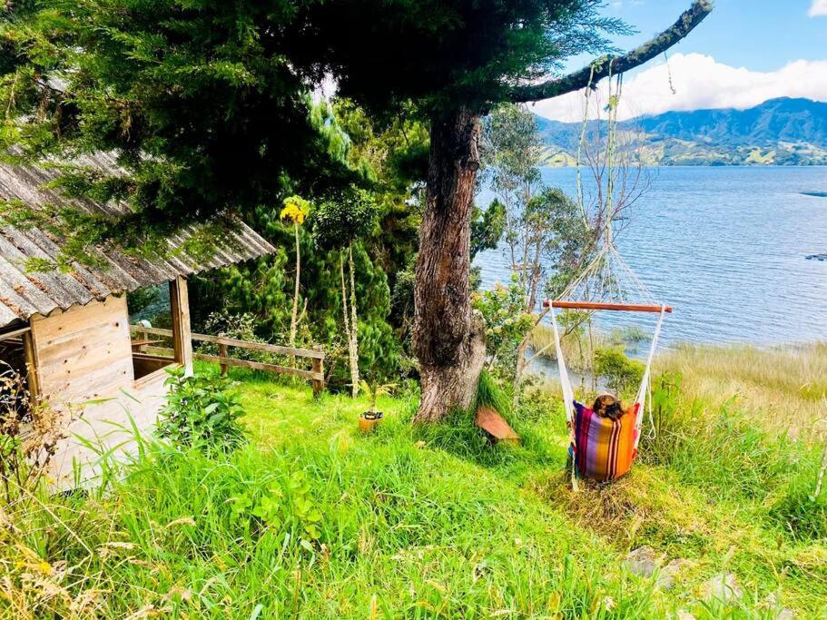 hamak siedzący obok drzewa obok jeziora w obiekcie Cabaña en La Laguna de la Cocha w mieście Pasto