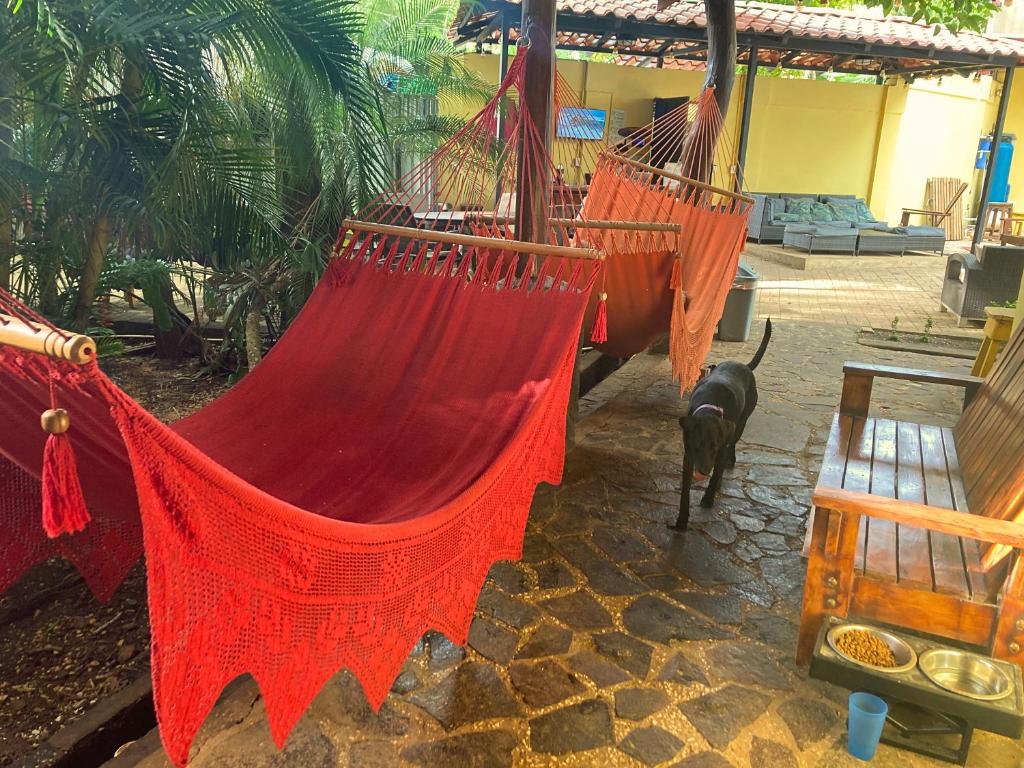 Fotografie z fotogalerie ubytování Tamarindo Backpackers v destinaci Tamarindo