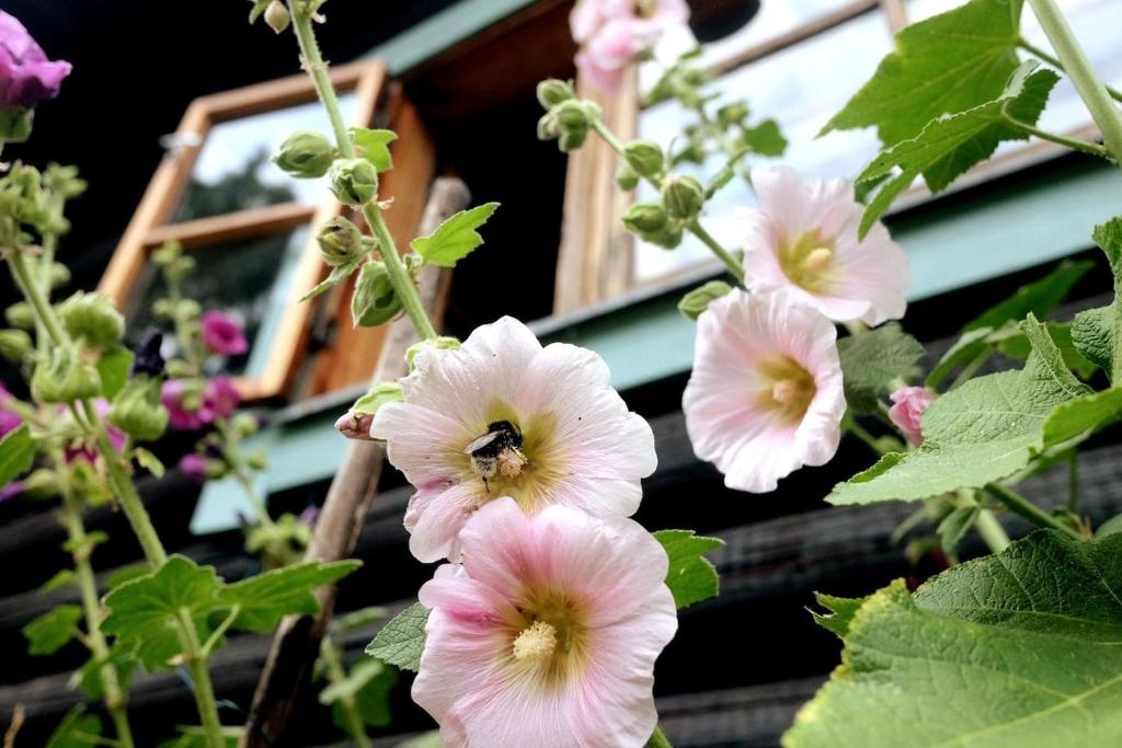 a bunch of pink flowers with a bee on them at Cozy Beach Cabin - close to city center in Pargas