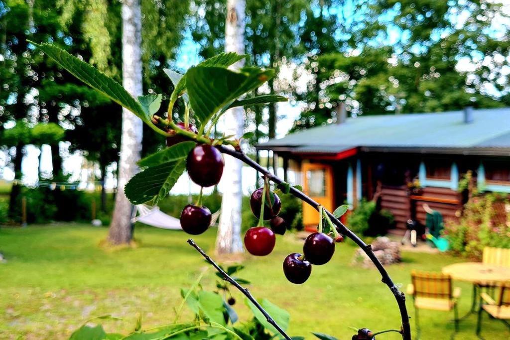 a bunch of cherries hanging from a tree in front of a cabin at Cozy Beach Cabin - close to city center in Pargas