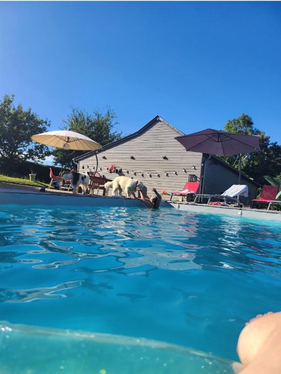 - deux chiens au bord d'une piscine dans l'établissement La Parenthèse Étoilée ☆, à Quetteville