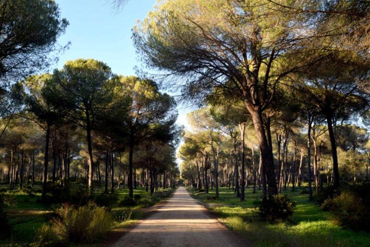 uma estrada de terra com árvores em cada lado dela em Casa Mejorana em Hinojos