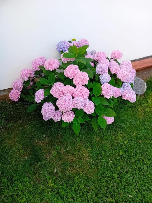 Zahrada ubytování Apartmán pod Boubínem