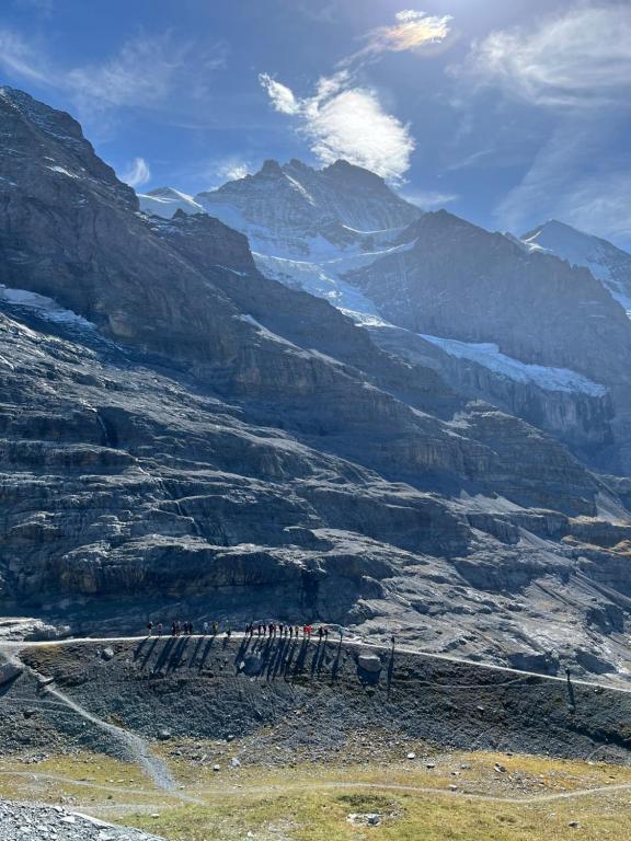 a group of animals walking on a rocky mountain at Chalet Viola in Wengen