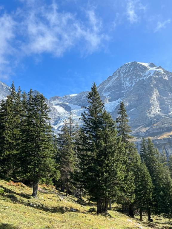 a group of trees on a hill with a snow covered mountain at Chalet Viola in Wengen