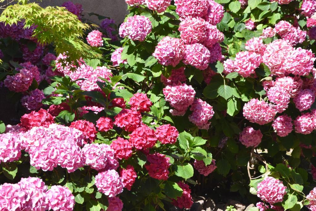 Les Hortensias – photo 9
