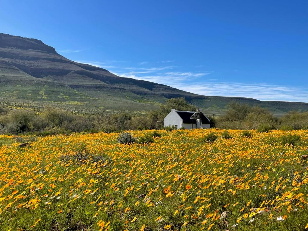 a field of flowers with a barn in the background at Enjo Nature Farm in Cederberg