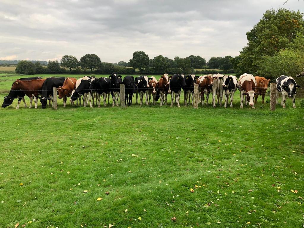 a herd of cows standing behind a fence in a field at Dorfblick vom Muckesberg in Lübeck