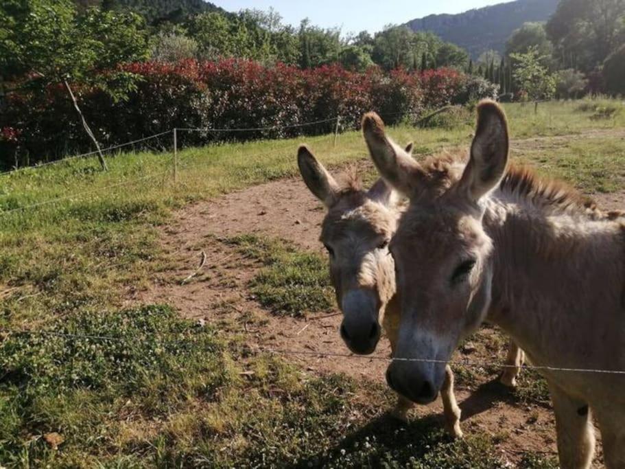 deux ânes debout côte à côte dans un champ dans l'établissement Gîte de charme avec piscine privative, à Bagnols-en-Forêt