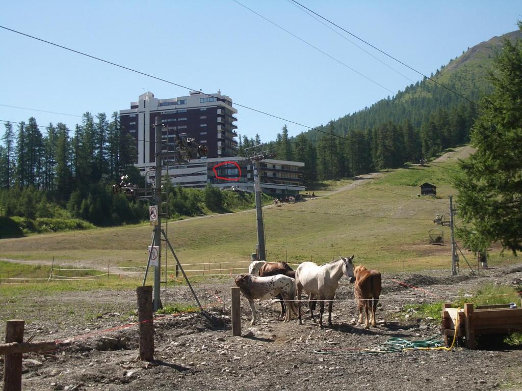 a group of horses standing in a field at Exceptionnel - Au pied des montagnes & Départ de randos direct - PELVOUX II - VARS in Vars