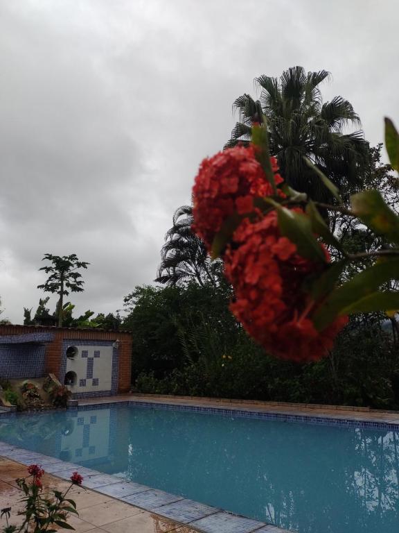 Ein Haufen roter Blumen neben einem Pool in der Unterkunft Chacara vida nova em Pedro de toledo in Pedro de Toledo