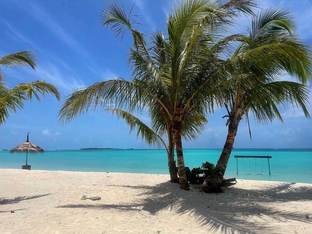 dos palmeras en una playa con el océano en Dravida Hotel en Maamigili