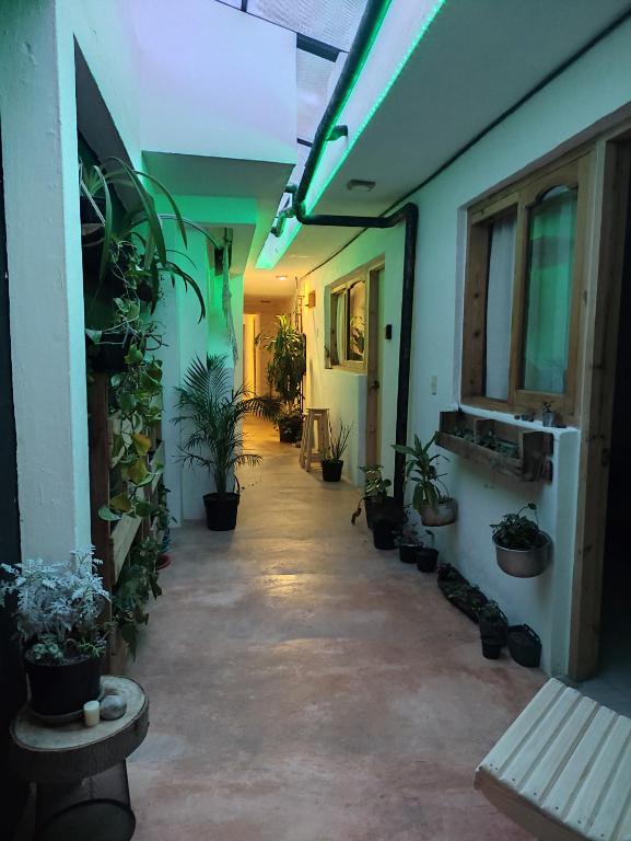 um corredor com vasos de plantas ao lado de um edifício em Hostel Boutique 55 em San Cristóbal de Las Casas