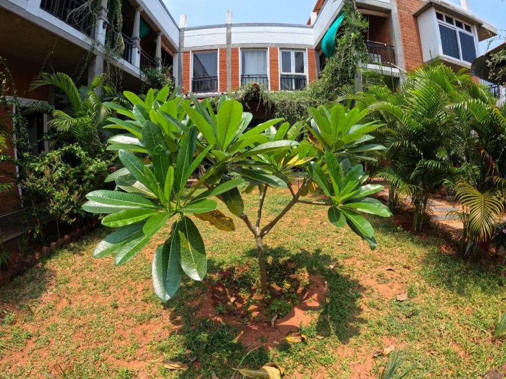 a small tree in the yard of a house at Wow Farm House in Auroville