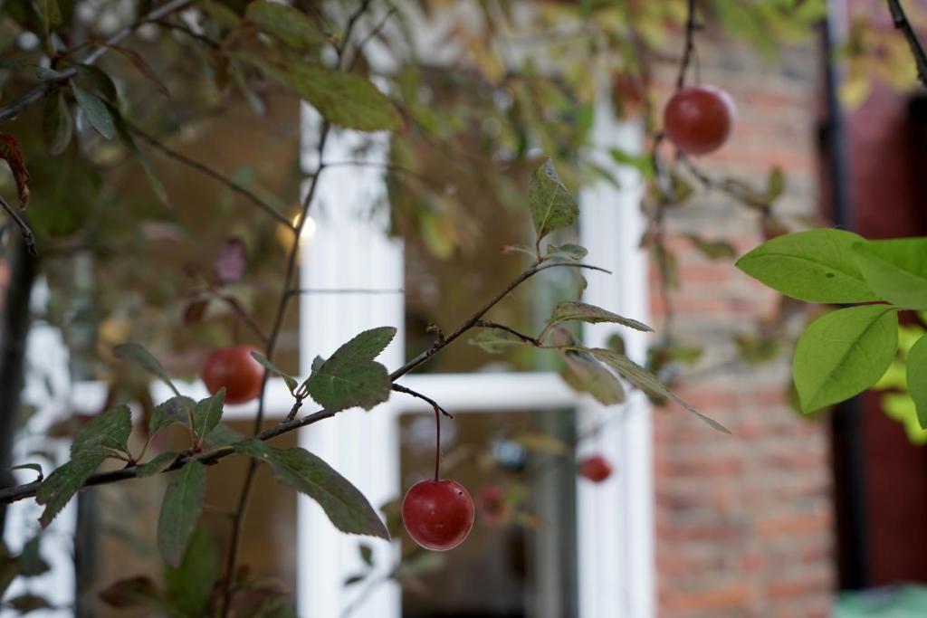 a bunch of red cherries on a tree branch at Beautiful London home sleeps 6, 2 minutes to metro in London