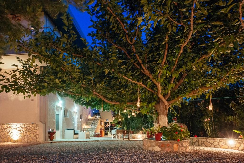 a tree in front of a house with lights at Dimitra Apartments in Kandia