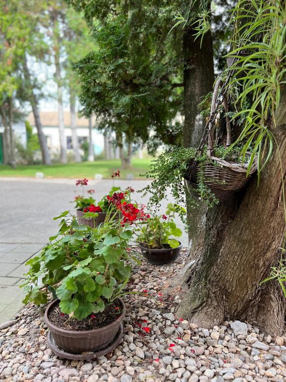 Zahrada ubytování Bezdan Guesthouse