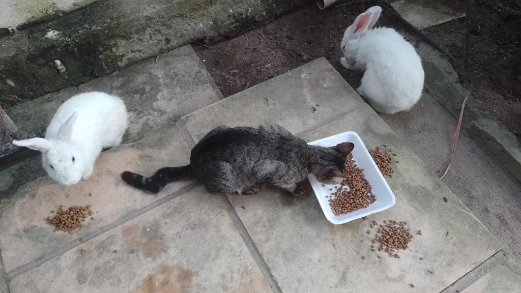 a cat eating food from a bowl with two white rabbits at Suíte / Falesias de Carapibus in Conde