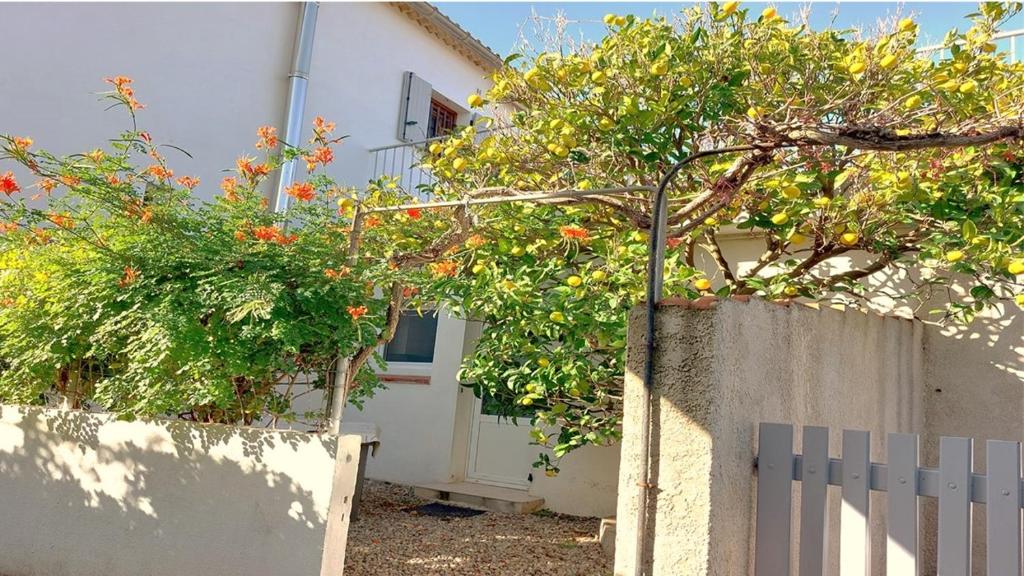 une maison avec une clôture et un arbre avec des oranges dans l'établissement Studio a 400 m plage et piscine, à Six-Fours-les-Plages