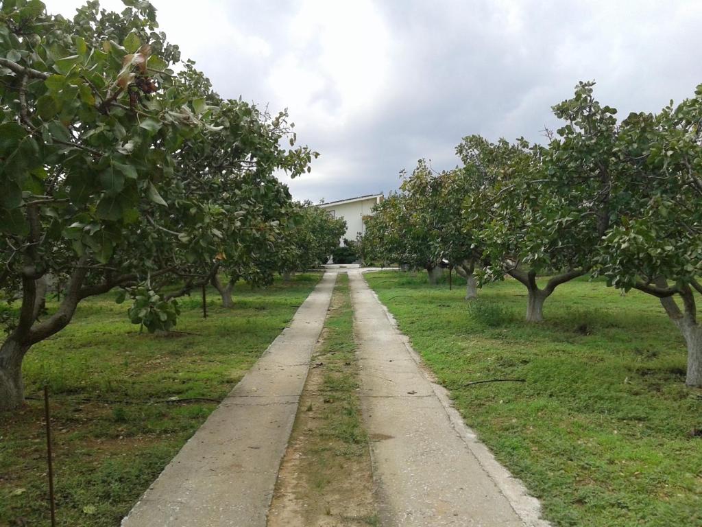 uma estrada de terra através de um pomar de maçãs em Ο κόκορας em Artemida