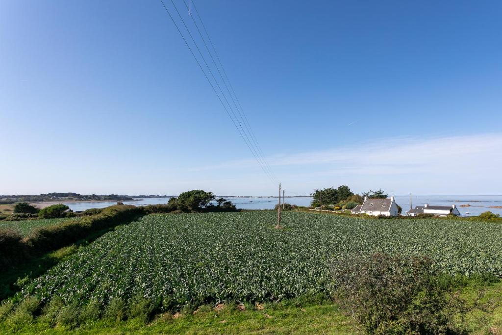 un vaste champ de cultures avec une maison en arrière-plan dans l'établissement Maison pêcheur vue mer, à Pleubian